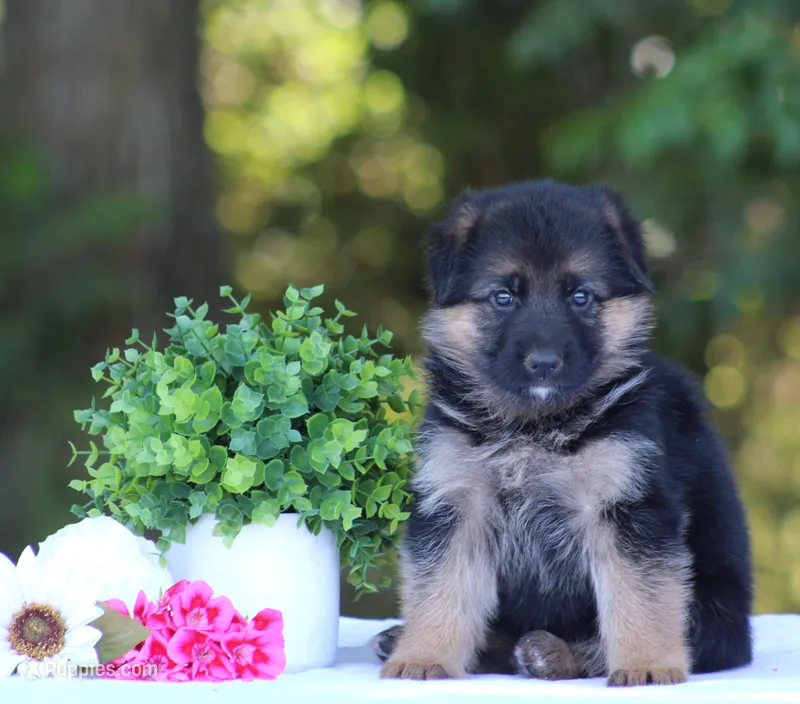 Chloe – German Shepherd Dog puppy for sale in Montezuma, GA