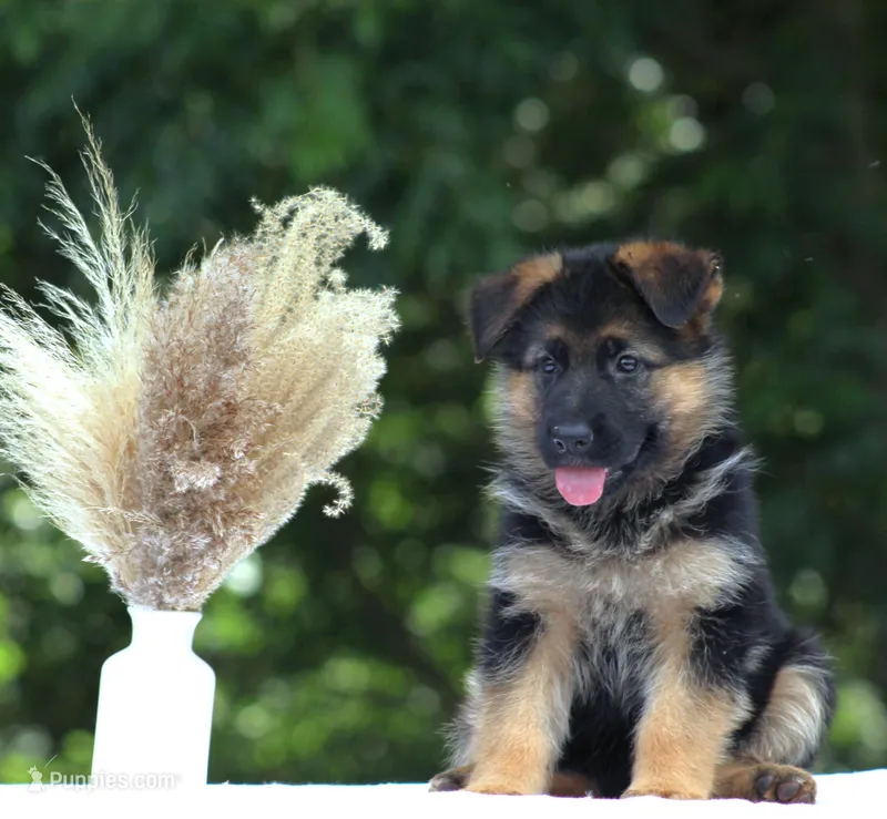Chloe – German Shepherd Dog puppy for sale in Montezuma, GA