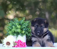 Chloe, a female German Shepherd Dog for sale in Montezuma, GA – Photo 2 of 8