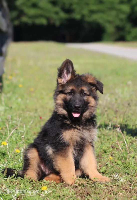Captain – German Shepherd Dog puppy for sale in Montezuma, GA