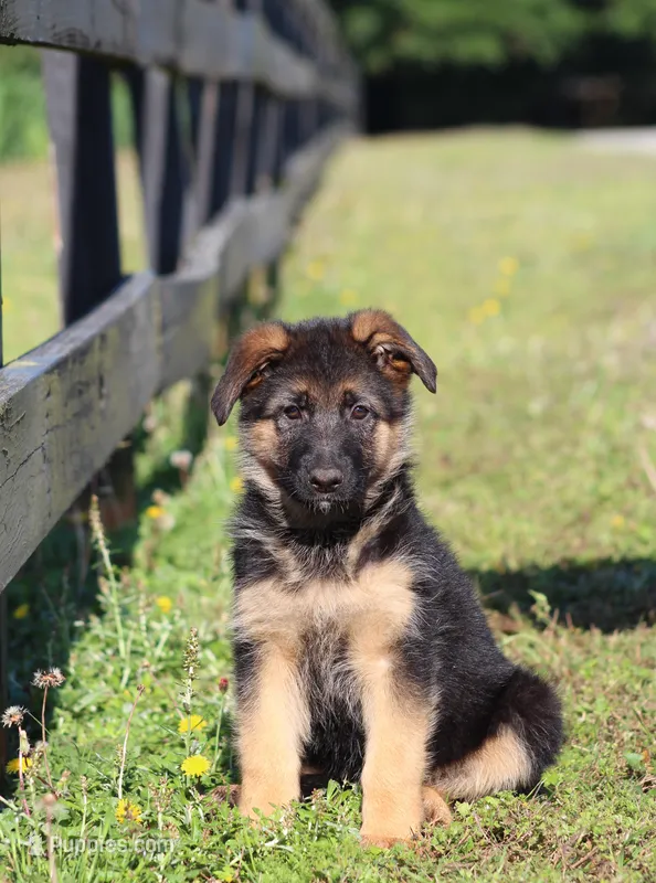 Chloe – German Shepherd Dog puppy for sale in Montezuma, GA