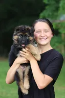 Captain, a male German Shepherd Dog for sale in Montezuma, GA – Photo 7 of 10