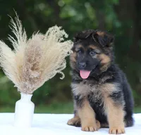 Captain, a male German Shepherd Dog for sale in Montezuma, GA – Photo 5 of 10