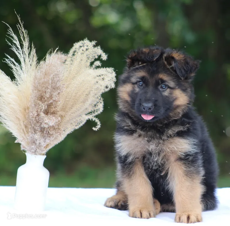 Captain – German Shepherd Dog puppy for sale in Montezuma, GA