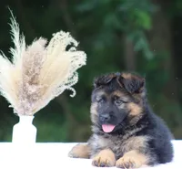 Captain, a male German Shepherd Dog for sale in Montezuma, GA – Photo 2 of 10