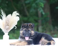 Captain, a male German Shepherd Dog for sale in Montezuma, GA – Photo 8 of 10