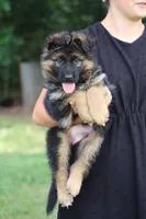 Captain, a male German Shepherd Dog for sale in Montezuma, GA – Photo 3 of 10