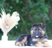 Captain, a male German Shepherd Dog for sale in Montezuma, GA – Photo 4 of 10
