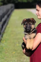 Chloe, a female German Shepherd Dog for sale in Montezuma, GA – 7 of 10