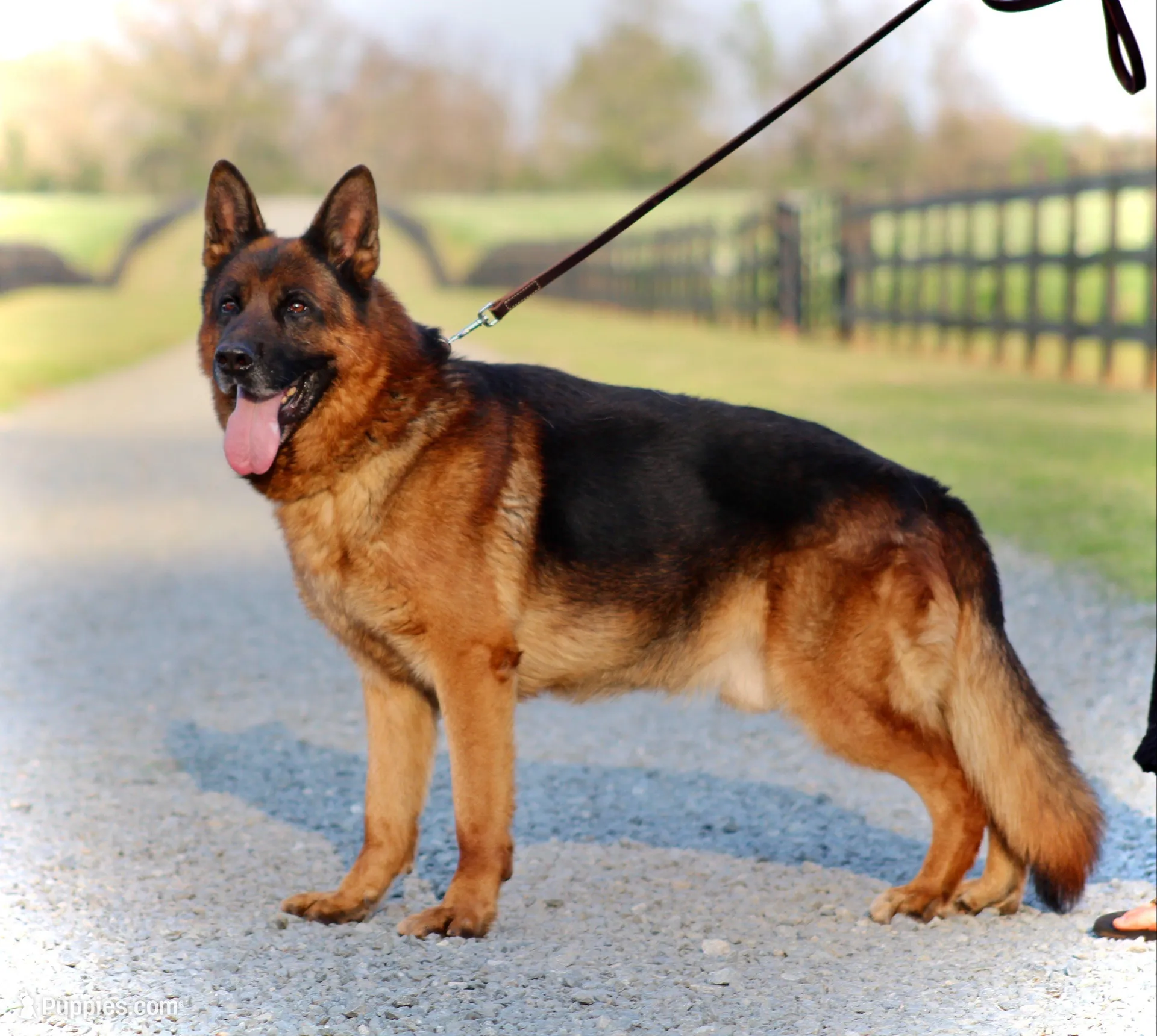 Cowboy, a male German Shepherd Dog for sale in Montezuma, GA – Photo 9 of 10