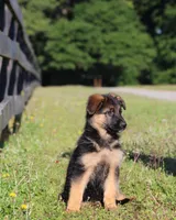 Chloe, a female German Shepherd Dog for sale in Montezuma, GA – 6 of 10