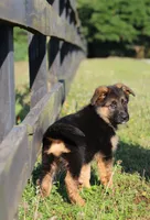 Chloe, a female German Shepherd Dog for sale in Montezuma, GA – 3 of 10