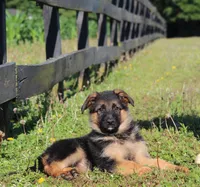 Chloe, a female German Shepherd Dog for sale in Montezuma, GA – 8 of 10