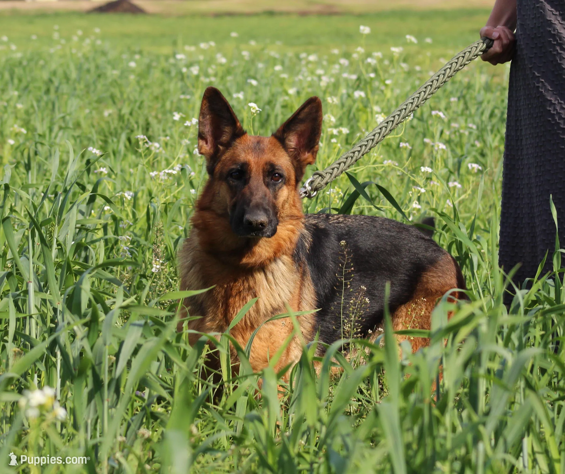 Cowboy, a male German Shepherd Dog for sale in Montezuma, GA – Photo 10 of 10