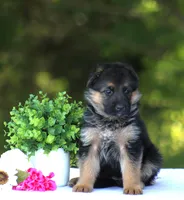 Celeste, a female German Shepherd Dog for sale in Montezuma, GA – Photo 4 of 9