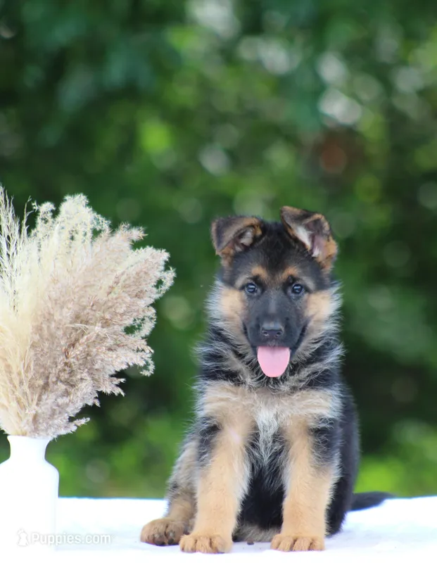 Celeste – German Shepherd Dog puppy for sale in Montezuma, GA
