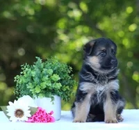 Celeste, a female German Shepherd Dog for sale in Montezuma, GA – Photo 3 of 9