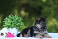 Celeste, a female German Shepherd Dog for sale in Montezuma, GA – Photo 6 of 9