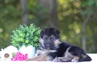 Celeste, a female German Shepherd Dog for sale in Montezuma, GA – Photo 2 of 9