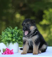 Celeste, a female German Shepherd Dog for sale in Montezuma, GA – Photo 1 of 9