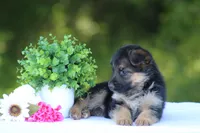 Celeste, a female German Shepherd Dog for sale in Montezuma, GA – Photo 7 of 9