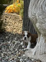Rossco, a male English Bulldog for sale in Troy, MO – 2 of 10