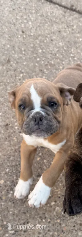 Dolly  – English Bulldog puppy for sale in Troy, MO