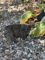 Onyx, a male English Bulldog for sale in Troy, MO – 8 of 10