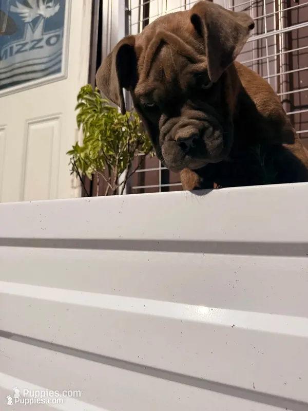 Winona – English Bulldog puppy for sale in Troy, MO