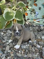 Dolly, a female English Bulldog for sale in Troy, MO – 9 of 9