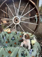 Rossco, a male English Bulldog for sale in Troy, MO – 5 of 10