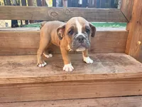 Dolly, a female English Bulldog for sale in Troy, MO – 1 of 9