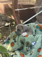 Dolly, a female English Bulldog for sale in Troy, MO – 8 of 9