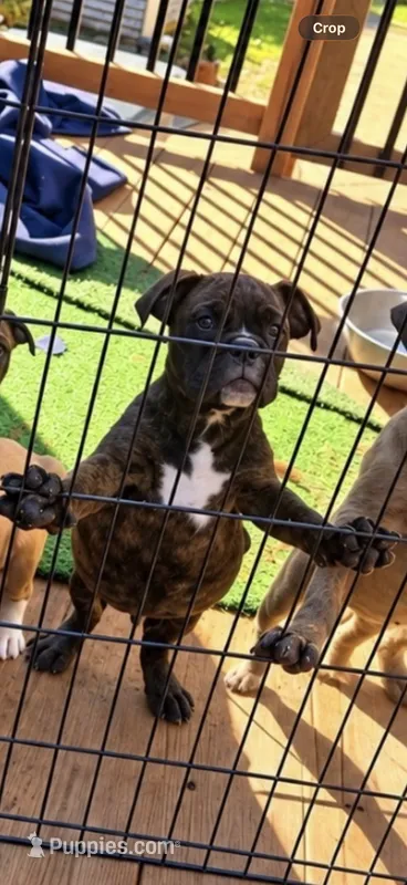 Reggie – English Bulldog puppy for sale in Troy, MO
