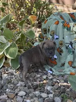 Winona, a female English Bulldog for sale in Troy, MO – 6 of 8