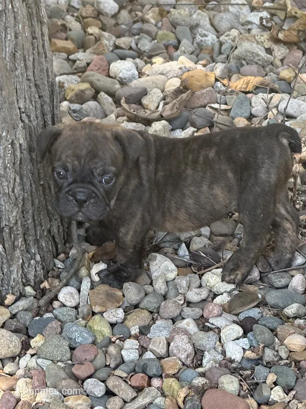 Onyx – English Bulldog puppy for sale in Troy, MO