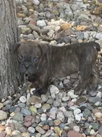 Onyx, a male English Bulldog for sale in Troy, MO – 1 of 10