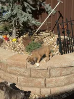Dolly , a female English Bulldog for sale in Troy, MO – 6 of 6