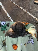Reggie, a male English Bulldog for sale in Troy, MO – 4 of 8