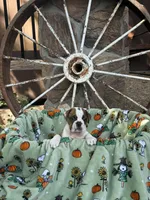 Rossco, a male English Bulldog for sale in Troy, MO – 4 of 10