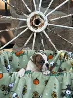 Rossco, a male English Bulldog for sale in Troy, MO – 9 of 10