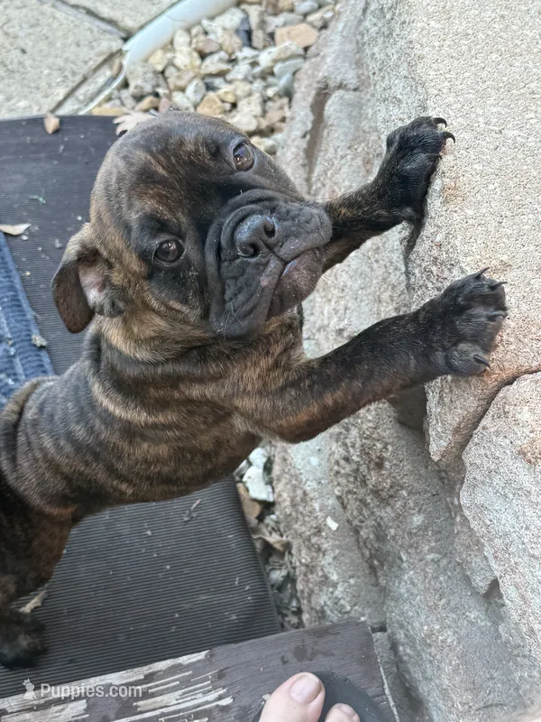 Onyx – English Bulldog puppy for sale in Troy, MO