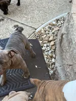 Winona, a female English Bulldog for sale in Troy, MO – 7 of 8