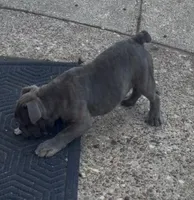 Sage, a female English Bulldog for sale in Troy, MO – 2 of 7