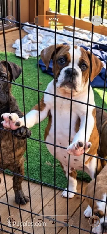 Rossco – English Bulldog puppy for sale in Troy, MO