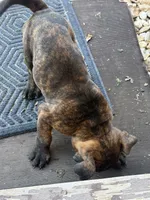 Reggie, a male English Bulldog for sale in Troy, MO – 8 of 8