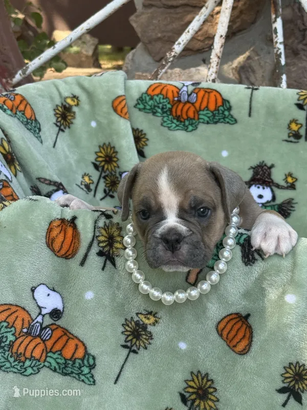 Dolly – English Bulldog puppy for sale in Troy, MO