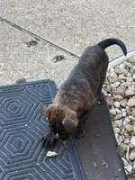 Onyx, a male English Bulldog for sale in Troy, MO – 6 of 10