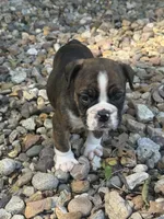 Winnie, a female English Bulldog for sale in Troy, MO – 9 of 10