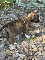 Winnie, a female English Bulldog for sale in Troy, MO – 8 of 10